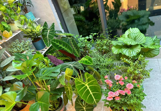 家庭养花用生根粉