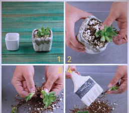 家庭养花用生根粉