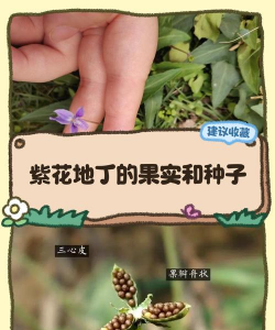 紫花地丁种子怎么采收