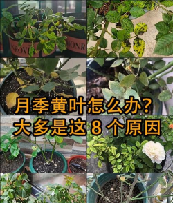 香水月季叶子发黄怎么办