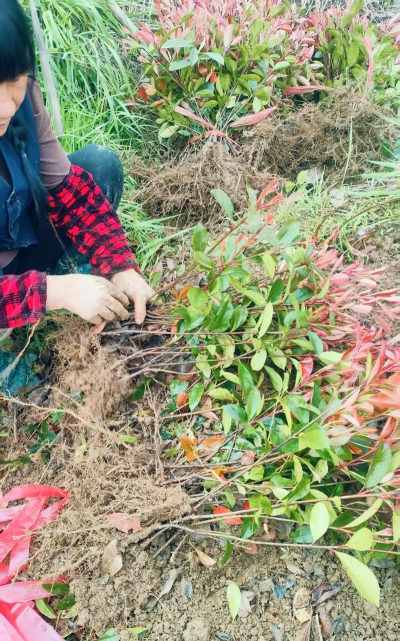 红叶石楠扦插苗种植技术