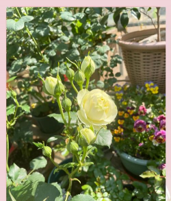 奶油龙沙如何修剪