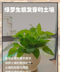 绿萝的土很松怎么办