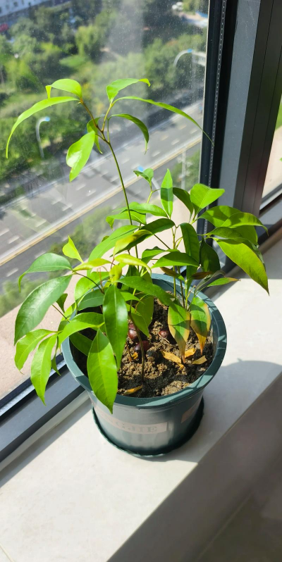 家庭养花用生根粉