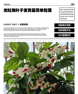 家庭养花用生根粉