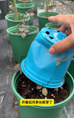 家庭养花用生根粉