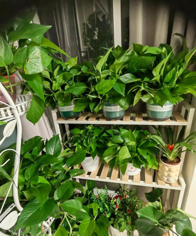 家庭养花用生根粉