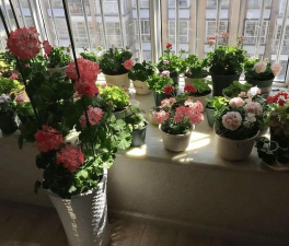 家庭养花用生根粉