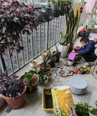 家庭养花用生根粉