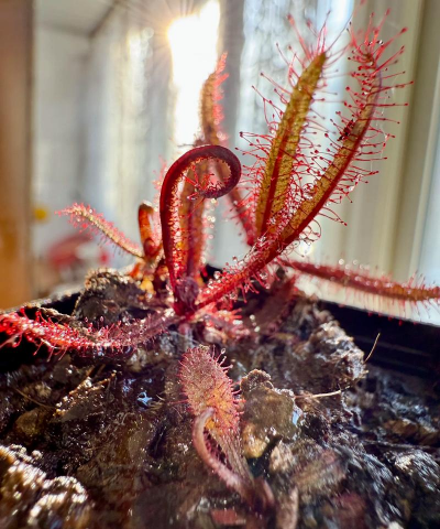 家庭养花用生根粉