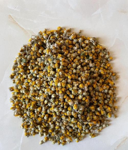 野菊花苦薏种子怎么种