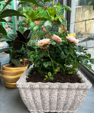 家庭养花用生根粉