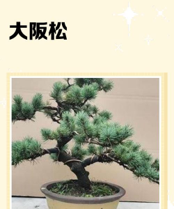 大坂松冬天怎么养不会死