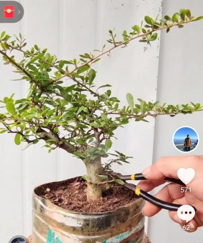 火荆独杆怎么做盆景