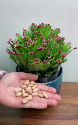 家庭养花用生根粉