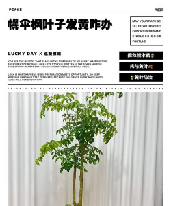 幌伞枫叶子泛黄怎么办