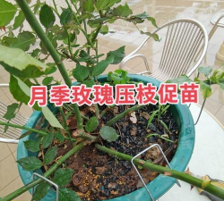 家庭养花用生根粉