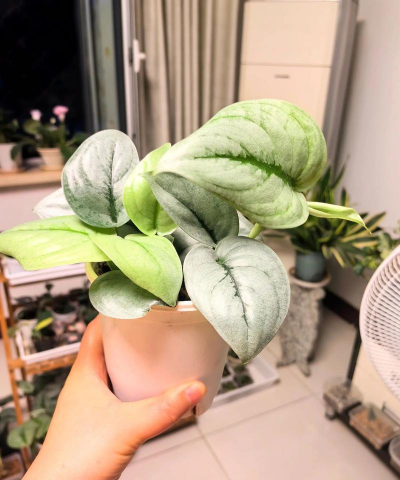 银斑葛叶子卷曲怎么办