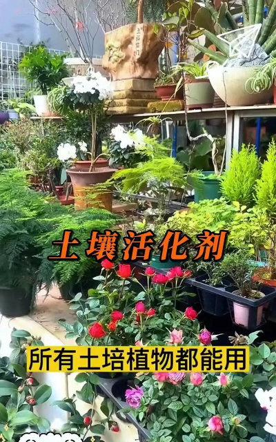 家庭养花用生根粉