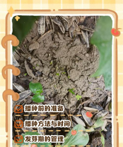 怎么发芽百香果种植