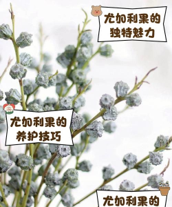尤加利果怎么样开花