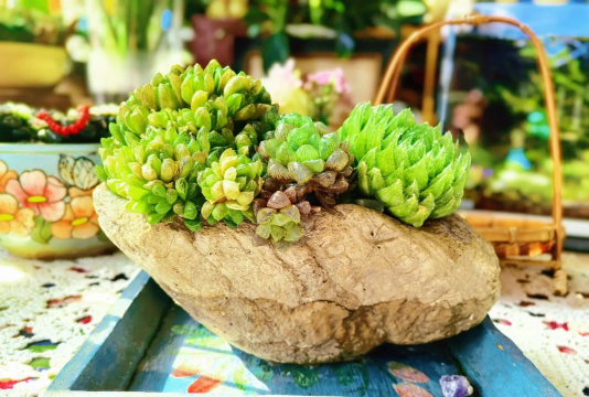 家庭养花用生根粉