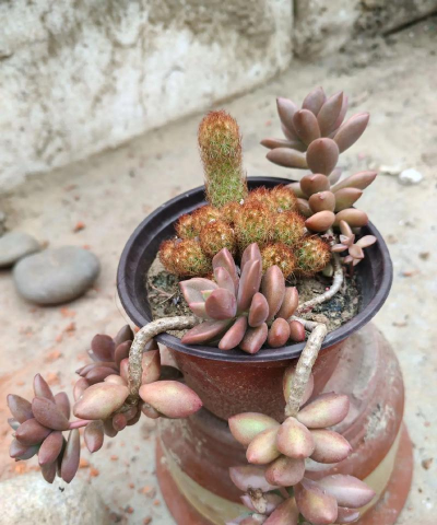 家庭养花用生根粉