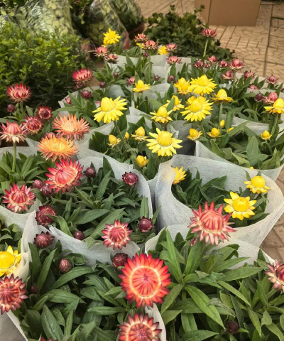 去青州黄楼花卉怎么走