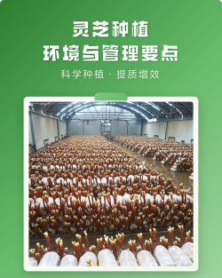 灵芝怎么种植灵芝种植技术及管理方法