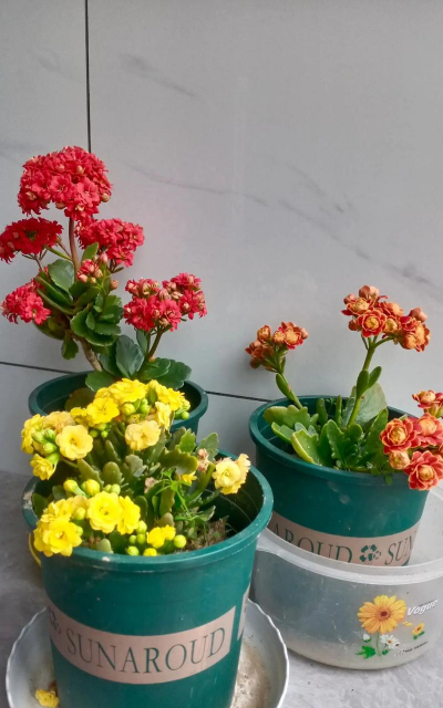 家庭养花用生根粉