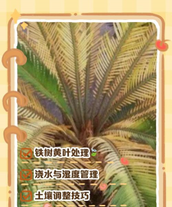 铁树被高温变黄怎么办