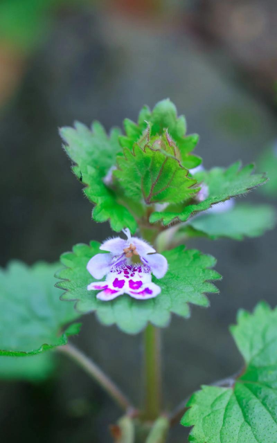 养花最好的灵丹