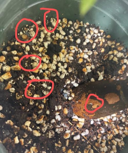 家庭养花用生根粉