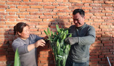 家庭养花用生根粉