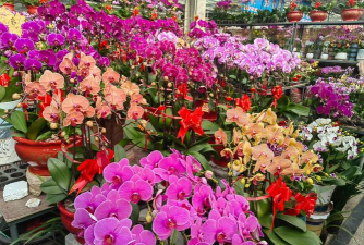 家庭养花用生根粉