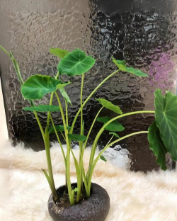 芋头可以养花吗