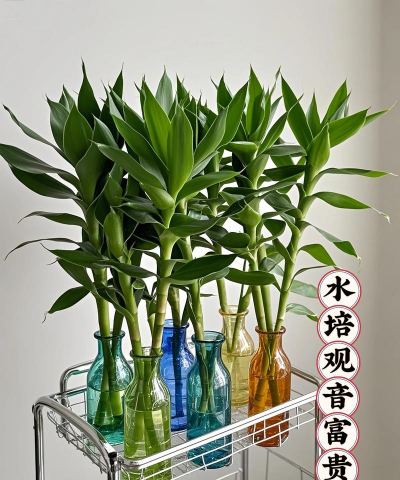 家庭养花用生根粉