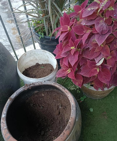 家庭养花用生根粉