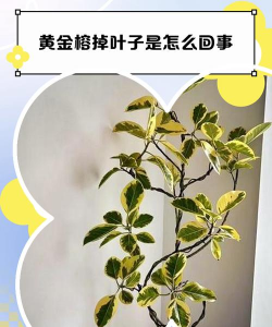 黄金榕叶子掉光了怎么办