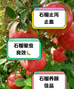 石榴果做的多了怎么办