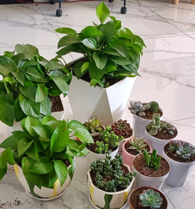 家庭养花用生根粉