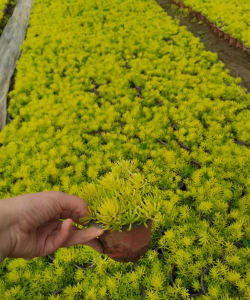 金叶景天是什么