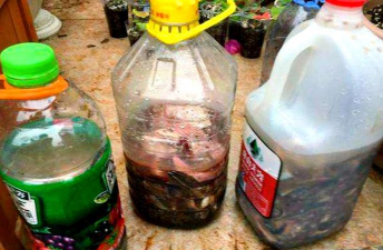 家庭养花用生根粉