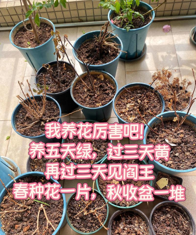 家庭养花用生根粉