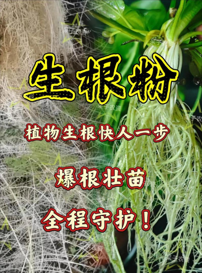 家庭养花用生根粉