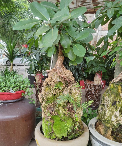 家庭养花用生根粉