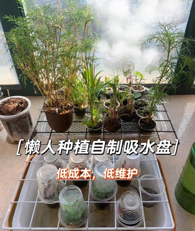 家庭养花用生根粉
