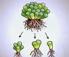 家庭养花用生根粉