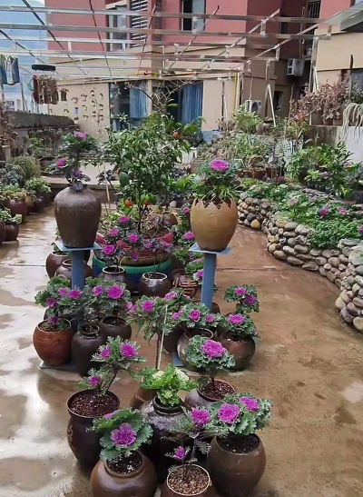 家庭养花用生根粉