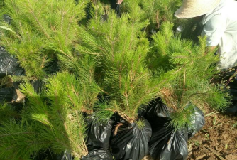 油松育苗技术_油松种子育苗方法